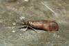 Hypochalcia ahenella